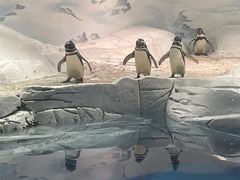 -上海海洋水族馆