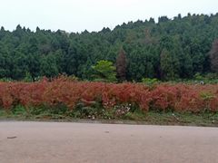 -平安桥张氏肥肠粉