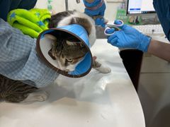 -瑞派动物医院·绝育·犬猫全科·预防医学(光景江南中店)