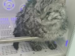 -爱洗澡的猫(望京店)