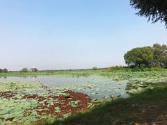 -洪湖生态旅游区