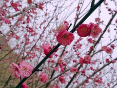 -香雪海