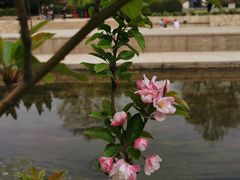 -海棠花溪(元大都城垣遗址公园)