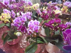 -越秀西湖花市(广州城市广场花卉店)