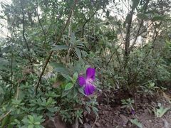 -重庆平顶山公园