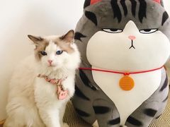 -猫在这儿猫咪咖啡馆·撸猫馆