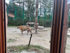 -上海野生动物园老虎餐厅