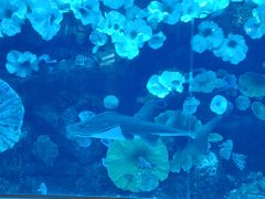 -迪拜水族馆及水下动物园