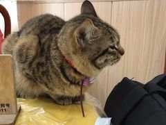 -官塘陈记鱼生·潮汕砂锅粥·牛肉火锅(潮枫路总店)