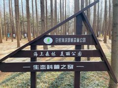 -日照海滨国家森林公园