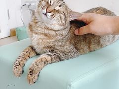-猫在这儿猫咪咖啡馆·撸猫馆