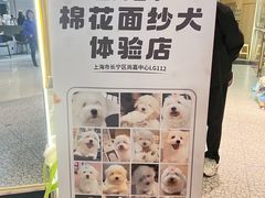 -momokira米努特·德文卷毛猫·棉花面纱犬