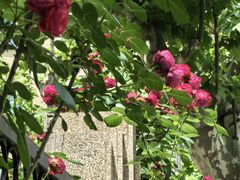 -徐家汇源景区-衡山公园