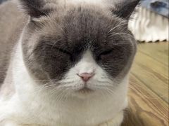 -东莞宠友24H宠物中心医院·转诊夜诊·异宠(新河北路院)