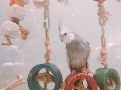 -momokira米努特·德文卷毛猫·棉花面纱犬