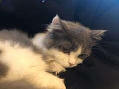 -猫腻·猫咖·撸猫馆(星光大道店)