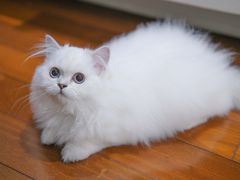 -喵zoo家庭繁育猫舍(尖东智能花园店)