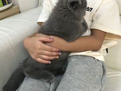 -lincat·猫舍(广州店)