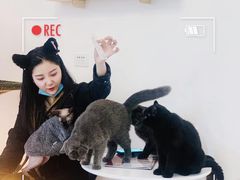 -团子家猫咪猫咖馆·柯基·柯尔鸭
