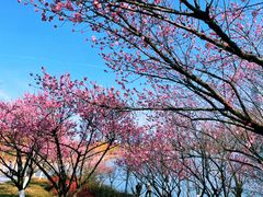 -天鹅湖体育公园