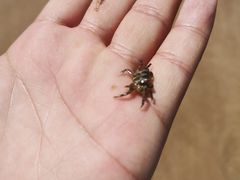 -青岛石老人海水浴场