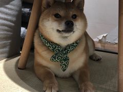 -逗柴咖啡屋·狗咖猫咖宠物桌游