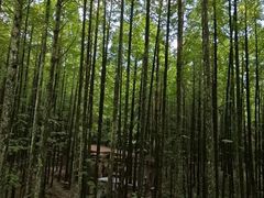 -山王坪喀斯特国家生态公园