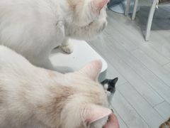 -喵的天空名猫咖啡馆·撸猫·猫舍·用品