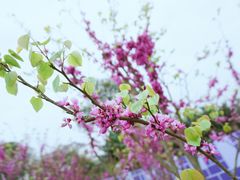 -华蓥山天意谷景区