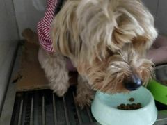 -乐嘟嘟宠物医院