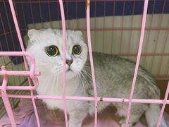 -瑞鹏宠物医院·骨科·猫科·内科(第一中心)