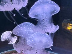-欢乐海岸海洋奇梦馆