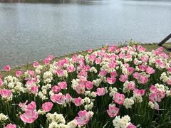 -上海鲜花港