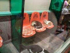 -猫咪博物馆(顶澳仔猫街店)