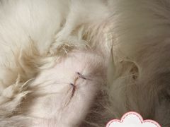 -A猫a狗全科·犬猫异宠·芥西宠物医院(南开总院)