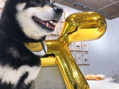 -柴务处·柴犬主题狗咖