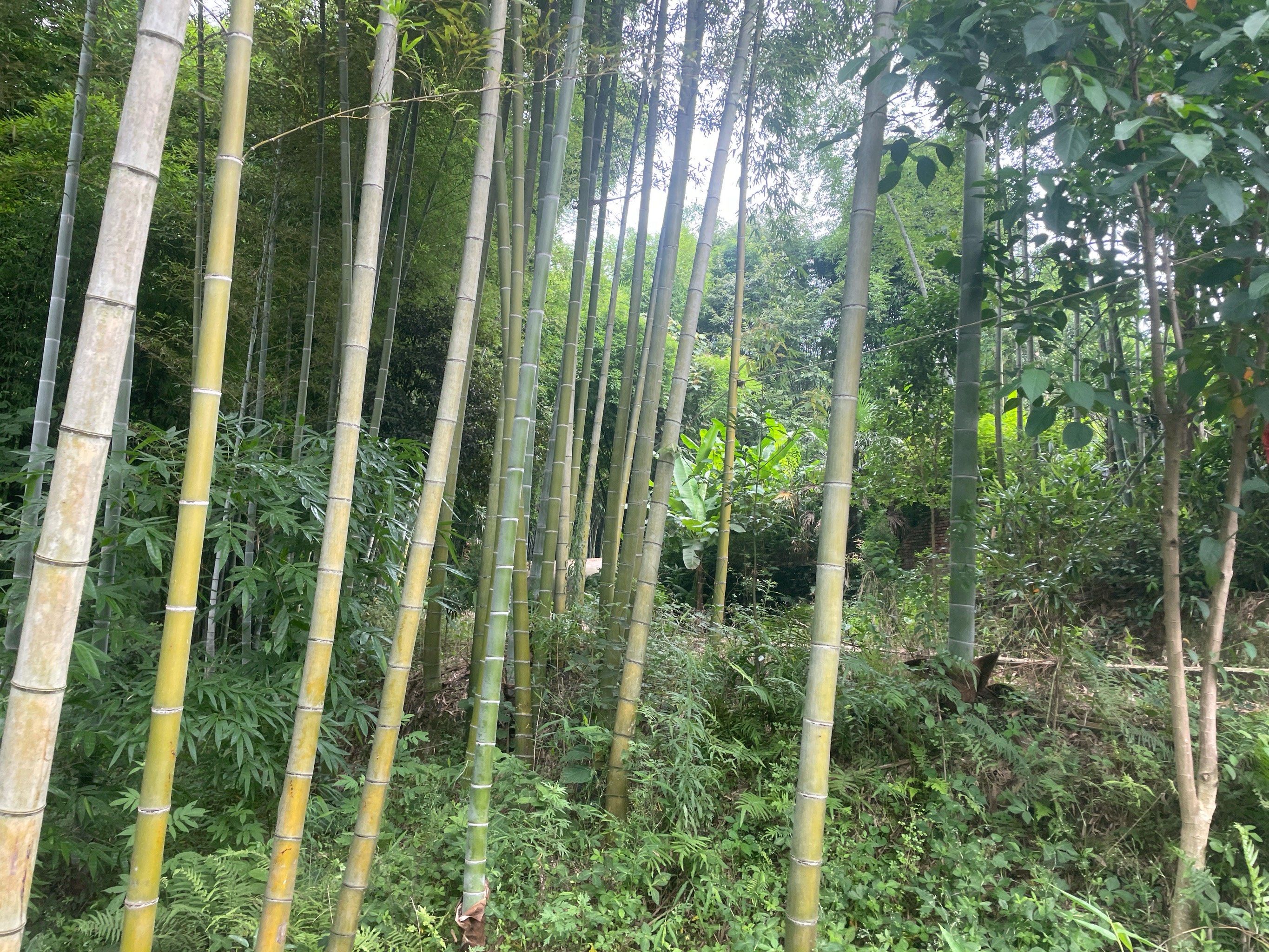 沐川那漫山遍野的竹子确实是一大特色呀,竹林郁郁葱葱