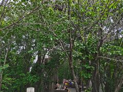 -帽儿山国家森林公园