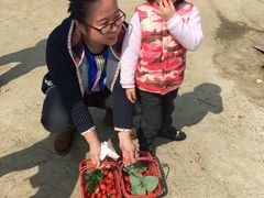 -胜丰草莓采摘园