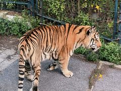 -大连森林动物园