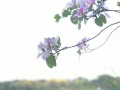 -海珠湖公园