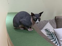 -猫和宫(六道口店)