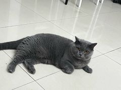 -瑞鹏宠物医院·骨科·猫科·内科(第一中心)