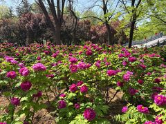 -洛阳市隋唐城遗址植物园