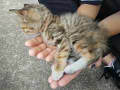 -菲丽丝宠物医院·24小时·猫科中心·免疫点(淮海分院)