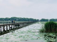 -洪湖生态旅游区