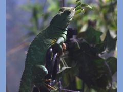 -上海大自然野生昆虫馆(东方明珠·爬宠昆虫探索中心)