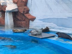-上海海昌海洋公园