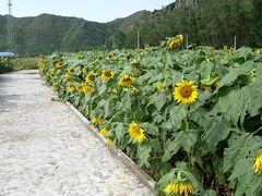 -雾灵西峰