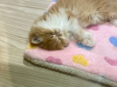 -屋虎猫馆(宝安大仟里店)